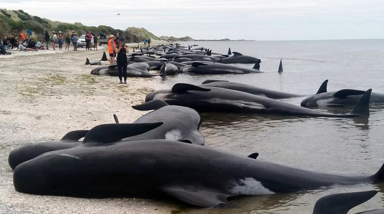 Dead whale found on bow of cruise ship entering Alaska port | World