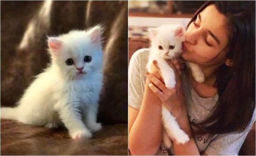 Alia Bhatt, Alia Bhatt birthday party, alia new family member