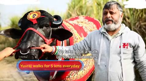 buffalo 9.5 crores, costliest bull, costliest bull in india, buffalo in gramodaya mela, buffalo price of 9 crores, indian express, indian express news