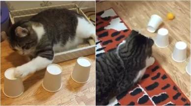 WATCH: Internet is going crazy with this cat's amazing cup-and-ball game  skills | Trending News,The Indian Express