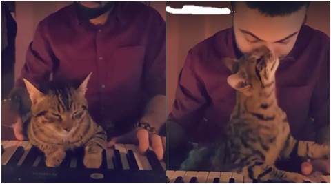 kitten playing with piano, kitten playing piano, man and kitten playing piano, indian express, indian express news