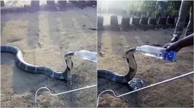 cobra, cobra drinking water, cobra drinking water from bottle, snake drinking water, snake drinking water from bottle, karnataka, india snake drinking water from bottle, viral videos, india news, latest news, indian express