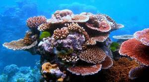 Coral reefs at risk of dissolving as oceans get more acidic: study