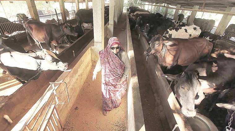 maharashtra dairies, dairy farm maharashtra, maharashtra drought, india news, indian express news