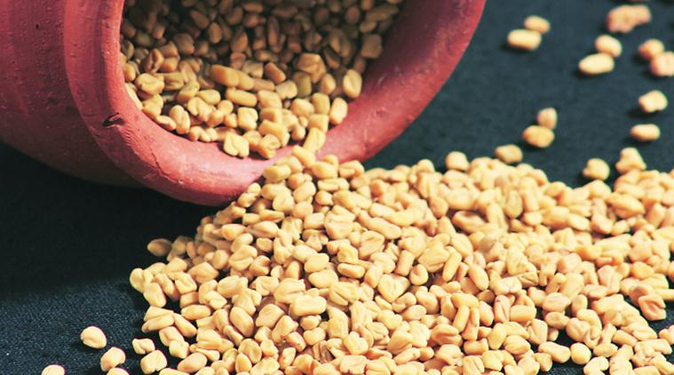 fenugreek, fenugreek seeds, fenugreek powder, fenugreek leaves, fenugreek medicinal uses, methi, spices, condiments, therapeutic benefits, medicinal properties, Greek literature, Latin literature, Ayurvedic literature