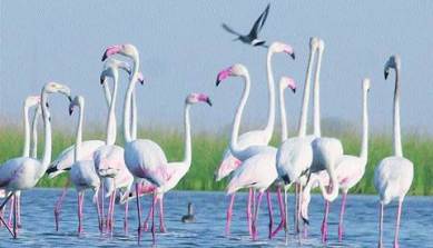 Nal sarovar bird sanctuary, Gujarat news, Latest news, India news, National news, Latest news, India news, National news, Latest news