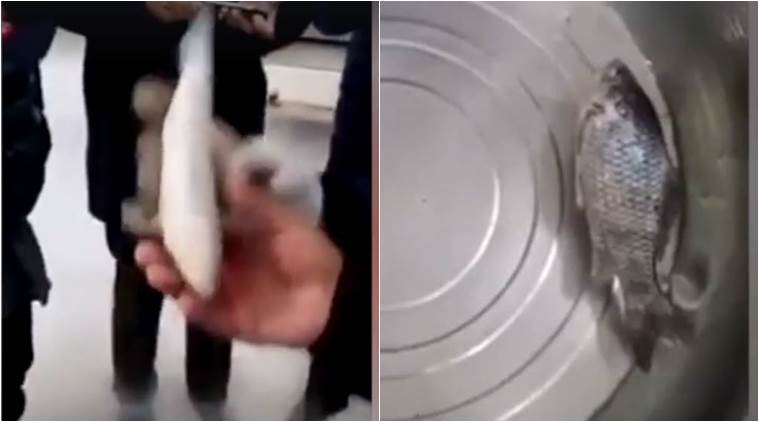 viral videos. crazy videos, magical videos, funny videos, frozen fish coming to life, dead fish coming to life, indian express, indian express news