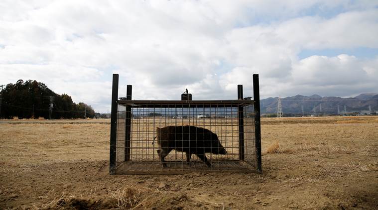 Fukushima disaster, Fukushima nuclear disaster, residents return, fukushima residents returning, world news, indian express news