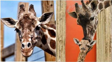 WATCH LIVE: Will April the giraffe give birth tonight? Thousands STILL