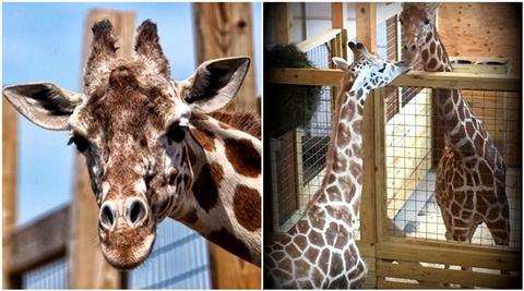 giraffe, april the giraffe, giraffe giving birth, giraffe new york zoo, giraffe birth video, giraffe birth viral video, giraffe new york zoo, april the giraffe viral videos, animal adventure park, giraffe giving birth facebook, giraffe giving birth live video, indian express, indian express news