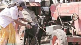 maharashtra, goat doctors, artificial insemination, goat insemination, maharashtra goat doctors, NGO work maharashtra, Satara goat doctors, livelihood Satara, women empowerment satara, mann deshi foundation