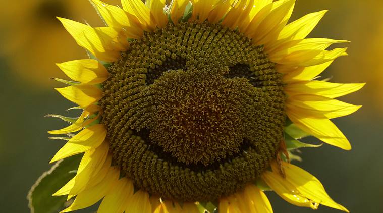 Norway, Norway happiest country, world's happiest country, Denmark happiest country, happiness quota countries, world countries happiness, Norway Denmark, UN report happiness, World news