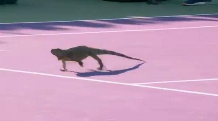 miami open, miami open tennis, tommy haas, jiri vesely, haas vs vesely, iguana court, animals court, animals tennis court, tennis news, sports news