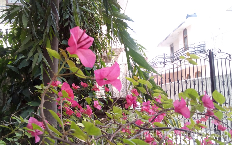 Intex, Intex Cloud q11, Intex Cloud q11 review, Intex q11 price, Cloud q11, Intex Cloud q11 price, Intex Cloud q11 specifications, Intex Cloud q11 features, Android, smartphones, technology, technology news