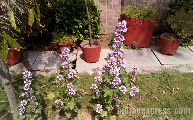 Intex, Intex Cloud q11, Intex Cloud q11 review, Intex q11 price, Cloud q11, Intex Cloud q11 price, Intex Cloud q11 specifications, Intex Cloud q11 features, Android, smartphones, technology, technology news