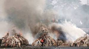 Shoot-at-sight is not unjustified. But that alone can’t stop poaching at Kaziranga