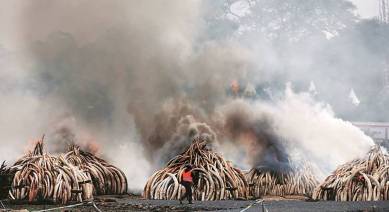 kaziranga, kaziranga documentary, kaziranga illegal poaching, kaziranga rhino killing, bbc documentary kaziranga, bbc documentary, bbc documentary kaziranga, bbc documentary controversy, kaziranga shoot sight, indian express