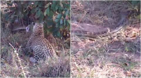video of leopard attacking python, python fighting with leopard, video clip of leopard fighting python, at kruger national park, indian express, indian express news