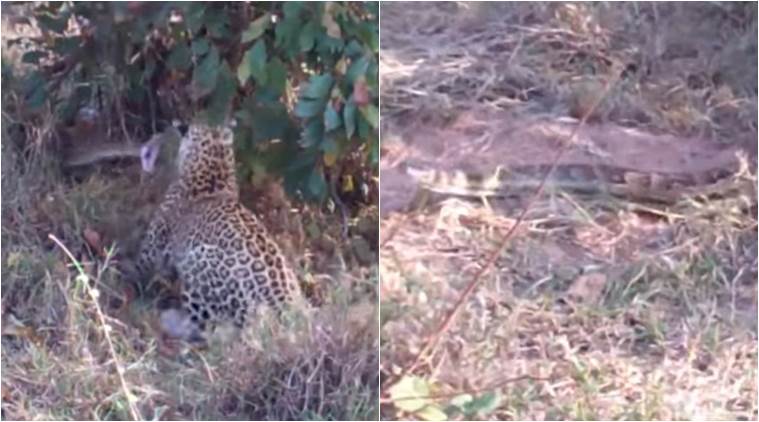 WATCH: This deadly match between two leopards battling a python will ...