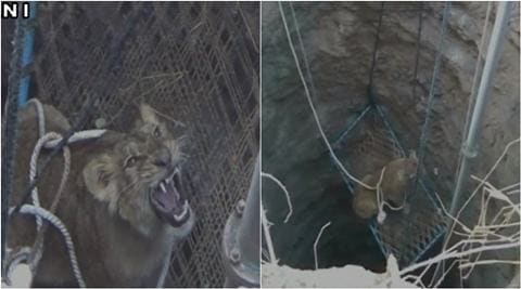 lion, lion gujarat, gujarat lion, lion fell in well, lion rescued from well, villager rescue lion from well, viral video, trending video, gujarat news, good news, latest news, indian express