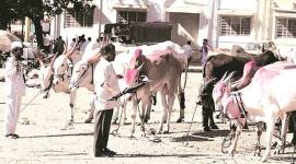 fmd, maharashtra livestock, foot and mouth disease, indian express