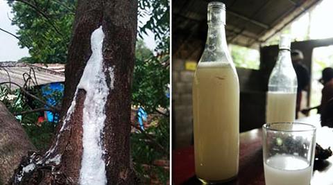 delhi university, delhi university neem beer, neem beer du, neem tree du north campus, neem tree beer du north campus, north campus neem beer, indian express, indian express news, trending, trending news, bizarre, delhi news