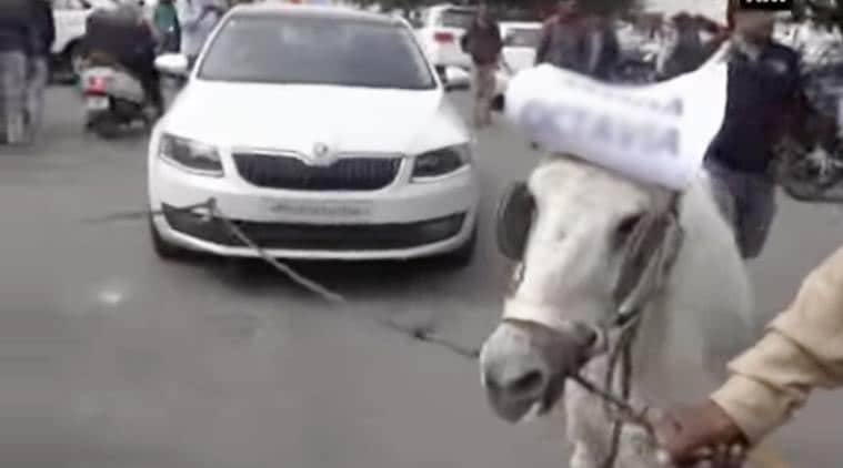skoda car, skoda car donkeys, skoda car owner donkeys, skoda car donkeys owner, skoda donkeys owner, indian express, indian express news, trending, trending in india, bizarre