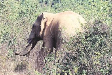 Odisha, Odisha elephant, Odisha elephant stuck with scooter tyre, Chandaka-Dompada wildlife sanctuary, tusker, elephant tusker, Odisha elephant leg, Athagarh forest division, India news, Indian express