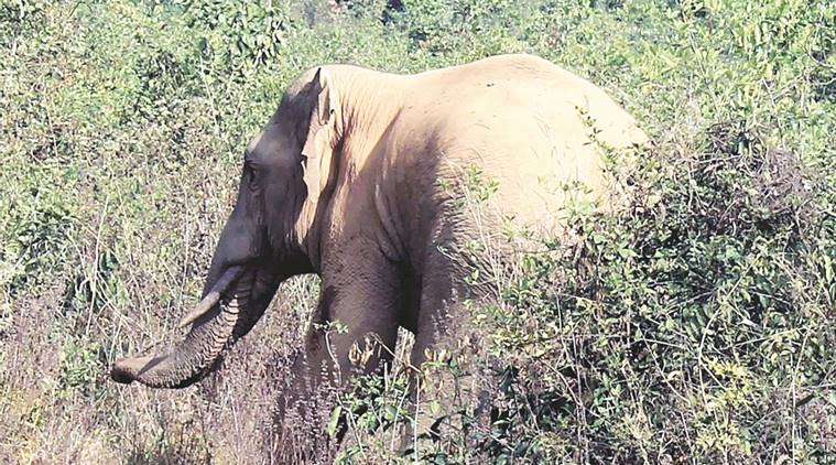Odisha, Odisha elephant, Odisha elephant stuck with scooter tyre, Chandaka-Dompada wildlife sanctuary, tusker, elephant tusker, Odisha elephant leg, Athagarh forest division, India news, Indian express