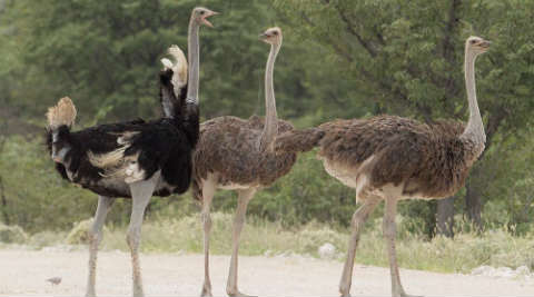 Ostriches were found in India 25,000 years ago, claims ... - 480 x 267 jpeg 15kB