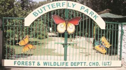 Butterfly Bouquet - Delhi Flower and Garden Center