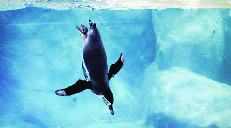 Mumbai zoo, Penguin in Mumbai zoo, school children visit zoo, Veermata Jijabai Bhosale Udyan and zoo, Byculla zoo, indian express news