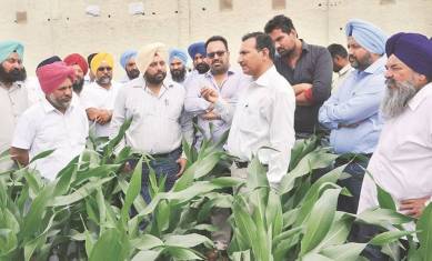 punjab, punjab agriculture, pujab agricultural university, crop, rabi crop, kharif crop, farming technology, farming patters, crop patterns, indian express