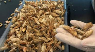 Shrimp shells, biodegradable waste, biodegradable plastic, unwanted shrimp shells , chitosan prototype, Nile University, Egypt, Science, Science news