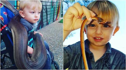 video of kid snake catcher of Australia, clip of young snake catcher, goldcoast snake catcher, one year old snake catcher, indian express, indian express news