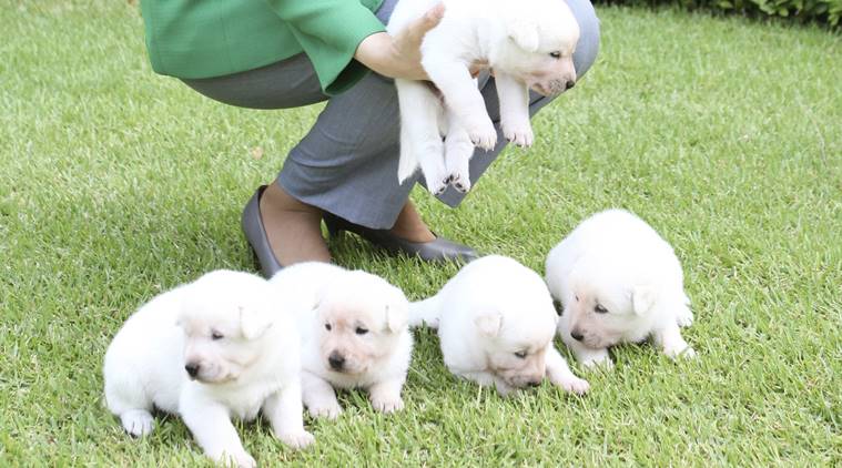 south korea, south korea presidency, Park Geun-hye, park geun-hye dogs, south korea impeachment, south korea elections, south korea news, world news