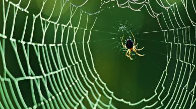 spiders, spider video, spiders video, spiders pest control, spider video, huge spider found, big spiders, huge spider web, how to get rid of spider, indian express, indian express news