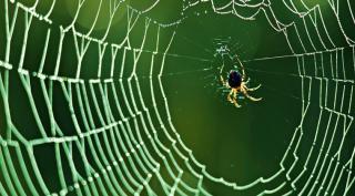 spider silk, spider web, spider silk use, what is spider silk, indian express, research