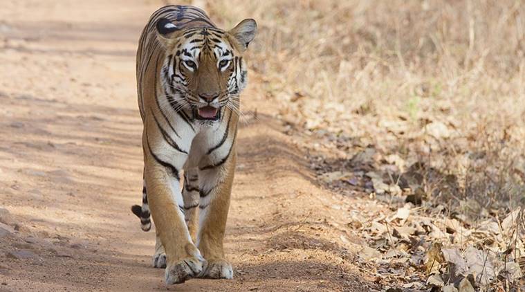 panna tiger reserve news, india news, indian express news, latest news