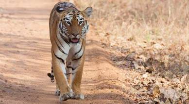Activists concerned on rising tiger deaths in Madhya Pradesh; government  says nothing to worry | India News,The Indian Express