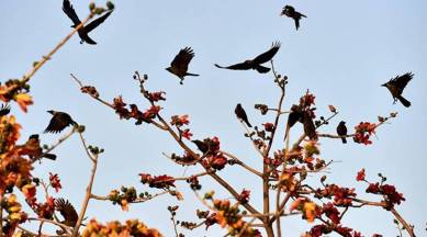 Mumbai, Mumbai metro, Mumbai metro tree specialist, tree specialist Mumbai, Mumbai Metro 3, Simon Leong, MMRC, MMRC Mumbai, Mumbai news