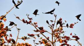 Mumbai, Mumbai metro, Mumbai metro tree specialist, tree specialist Mumbai, Mumbai Metro 3, Simon Leong, MMRC, MMRC Mumbai, Mumbai news