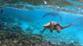 Avatar style tech, human controller, manoeuvre turtle's path with thought, brain computer interfaces, BCI, humanoid robots, cyborg, computer-to-brain interface' (CBI), functional link, Korea Advanced Institute of Science and Technology (KAIST), human turtle interaction system, Technology, Technology news