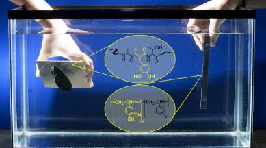 shellfish,super strong adhesive, Teflon, Purdue University, wet bonding, marine biology,  biometric polymer, DOPA, chemistry, adhesion, catetchol styrene, strongest underwater adhesives, drilling down properties,  biological requirements, Science, Science news, 