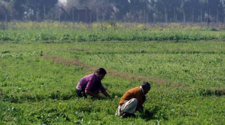 farmer loans, kharid crops, crop loans, debt ridden farmers, maharashtra farmes, indian express