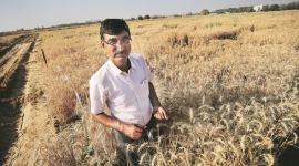 Agriculture, climate, Agriculture climate, climate change, agriculture in india, farming, IARI, germination, seedling development and tillering (, india news, indian express news