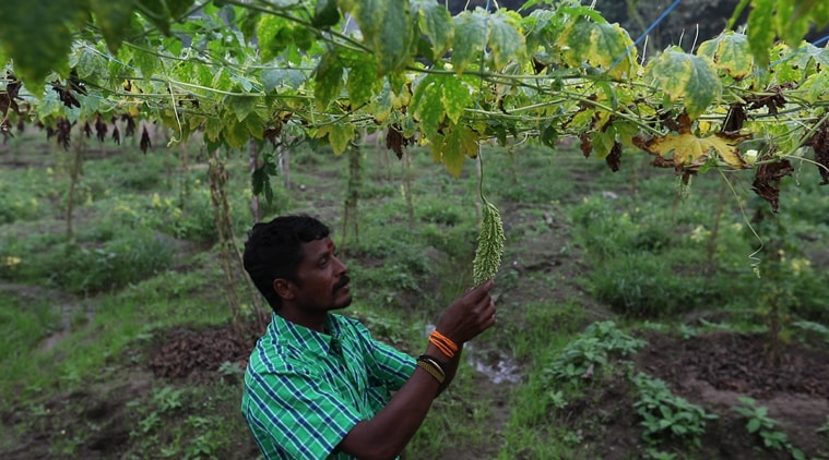  Mannan, Mannan tribal community, Mannan tribes, Mannan-Kerala tribes, Mannan-tribal-Kerala, Raja Mannan, Mannan forest, development-environment, environmental degradation, Kovilmala, trade union, kerala news, india news, indian express