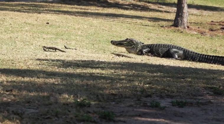 Watch: This Video Of An Alligator Chilling With 16 Babies Will Have You 