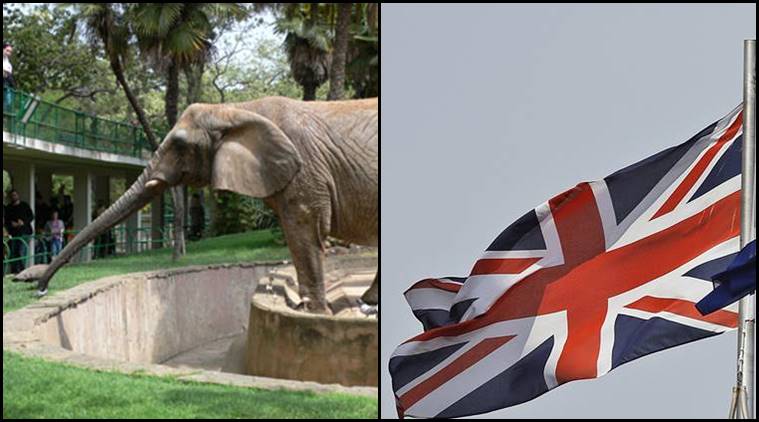 UK zoos fear no Brexit deal could impact endangered species | World