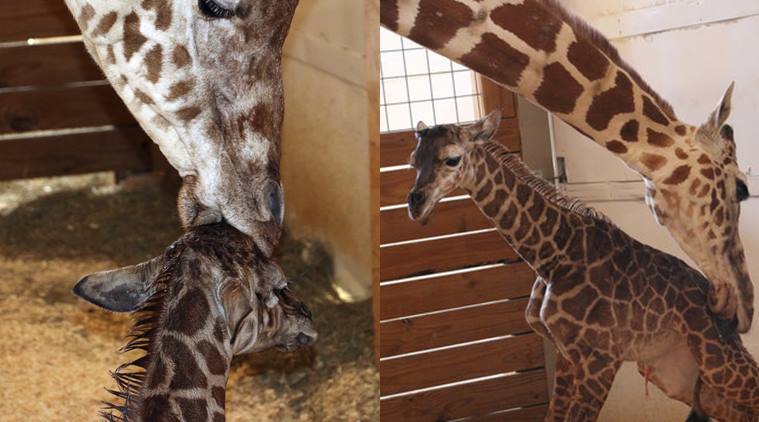 LIVE cam birth: Thousands cheer on as April the giraffe gives birth